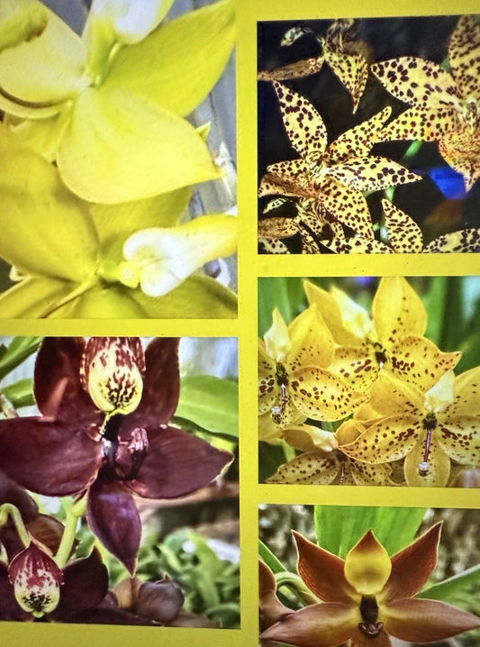 Cyc Orchid Plants - Small Bulb - Choose Your Variety - Bare Root, Perfect for Collection (Cycnoches spp.)