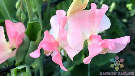 Sally Ann Sweet Pea Seeds - 50+ Pack - Heirloom Garden Seeds - Lathyrus odoratus - USA