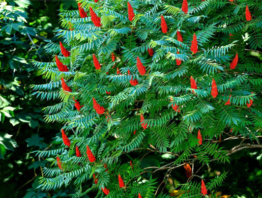 Staghorn Sumac Tree Seeds - 30 Seeds - Rhus typhina - Native, Ornamental, Drought-Tolerant