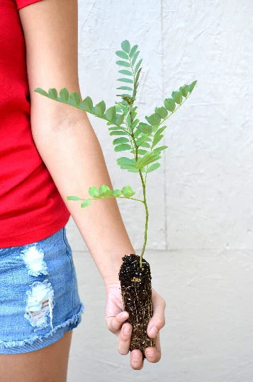 Black Locust Tree - 3 to 7+ Inches - Robinia pseudoacacia - Fast-Growing, Drought-Tolerant Hardwood Tree