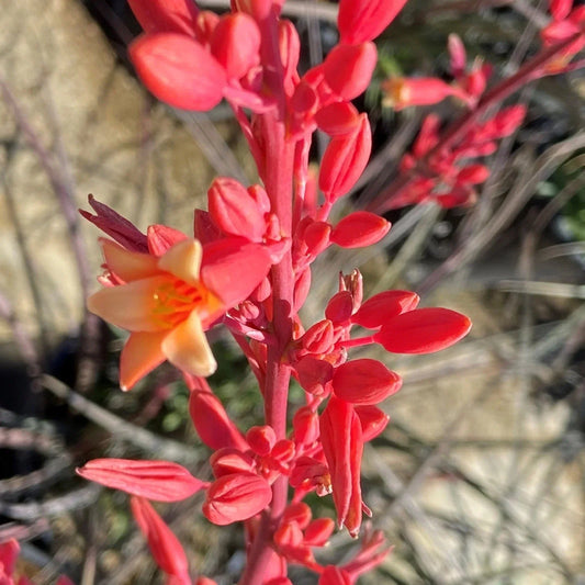 Red Yucca Starter Plants 2 Pack, Hesperaloe parviflora, Drought Tolerant, Low Maintenance, Outdoor Garden Perennials