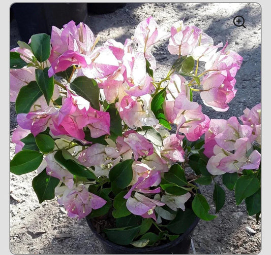 Bambino Bi Color Pink Bougainvillea Starter Plant - Small Well Rooted - Bougainvillea spp.
