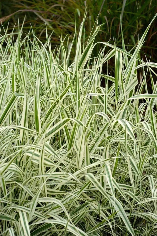 Strawberry & Cream Ribbon Grass Root Divisions - 8 Plants for Sun or Shade - Ideal for Ponds (Phalaris arundinacea)