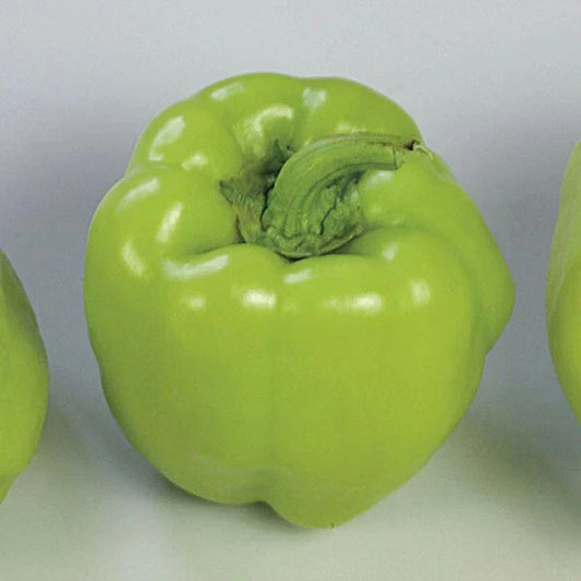 Sweet Pepper Seeds 500 Count Pompeii Red Annuum Italian Frying Type, Colorful Maturation, Heavy Yields