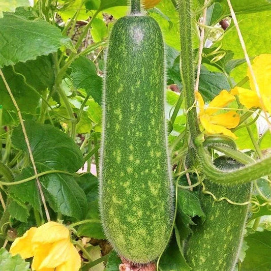 Fuzzy Hair Melon Seeds - Wax Gourd Fuzzy Hair Hairy Squash - Perfect for 2025 Planting - Cucurbita maxima