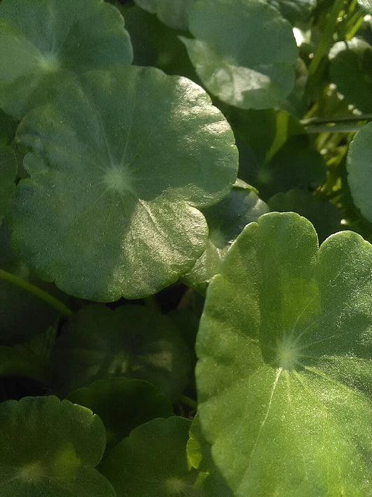 Pennywort - Marginal Pond Plant with Many Stems - Hydrocotyle spp. - Ideal for Aquatic Gardens & Bogs