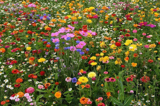 Deer Resistant Wildflower Seed Mix, 1 OZ, 13 Species, Native Wildflowers, Eco-Friendly, Pollinator-Friendly