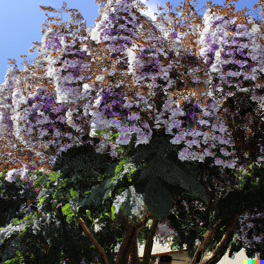Royal Empress Tree Seeds - 100+ Seeds, Purple Flowers, Fast Growing, Paulownia tomentosa