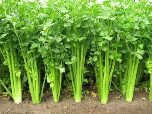 Chinese Celery Seeds - 5000 Non-GMO Heirloom Seeds - Apium graveolens - USA Seller