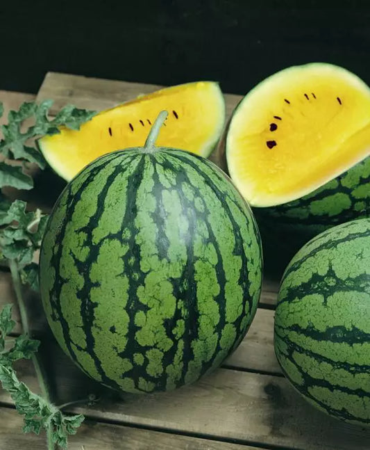 Baby Doll Yellow Watermelon Seeds - Compact, Extra Sweet, Bright Yellow Interior - Citrullus lanatus