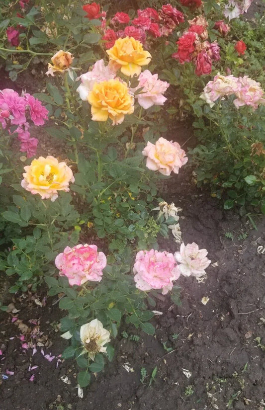 Miniature Rose Cuttings - 3 Fresh Apricot to Pink Varieties - Rosa spp.