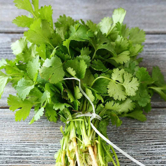 Cilantro Seeds - 500+ Non-GMO Fresh Garden Seeds - Coriandrum sativum - USA Grown, Free Shipping