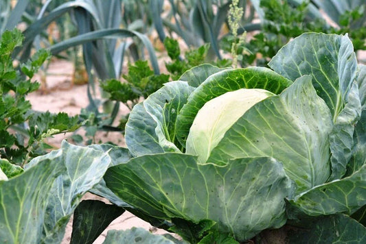 Cabbage Seeds - 100+ Pack - Heirloom, Non-GMO, All Seasons - Brassica oleracea