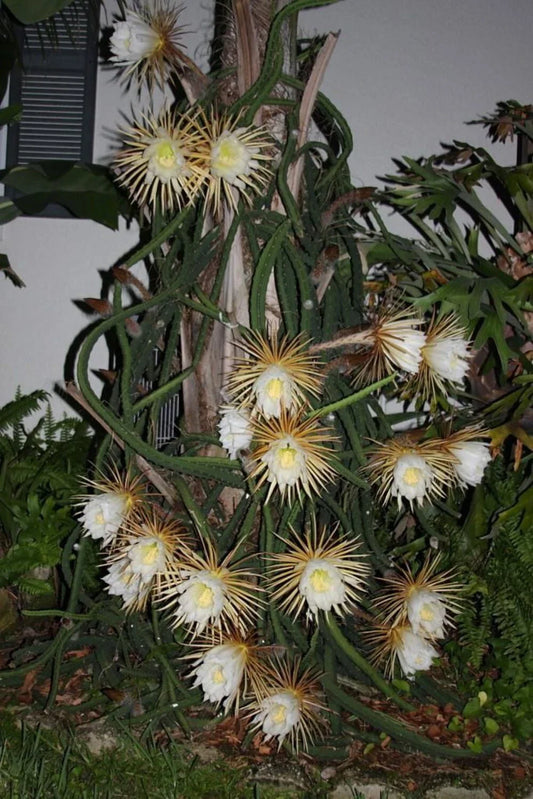 Queen of the Night Plant in Pot - Night Blooming Cereus - Selenicereus grandiflorus - Unique Houseplant for Home Decor