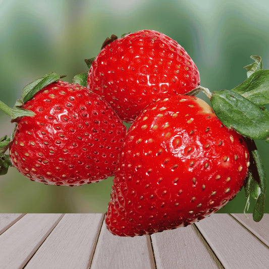 Dickens Strawberry Roots - Bare Root Plants | Large Sweet June-Bearing | Fragaria × ananassa