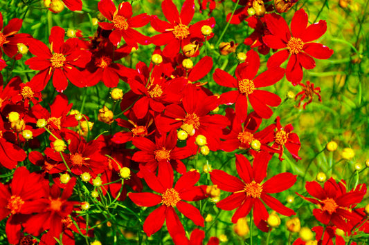 Coreopsis Flower Seeds - Red Dwarf Variety - Coreopsis tinctoria - 1000+ Seeds - US Free Shipping