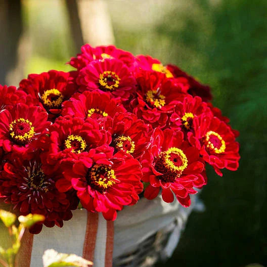 Zinnia Seeds 200 Count - Meteor Burgundy/Red Flowers for Pollinators & Butterflies, Non-GMO
