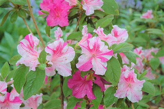 Encore Autumn Twist Azalea Starter Plant - Deciduous Well Rooted - Rhododendron 'Autumn Twist'