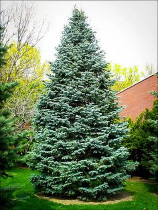Christmas Day Spruce Seeds - 20 Blue Needle Seeds - Picea meyeri - Great for Holiday Gardening and Landscaping