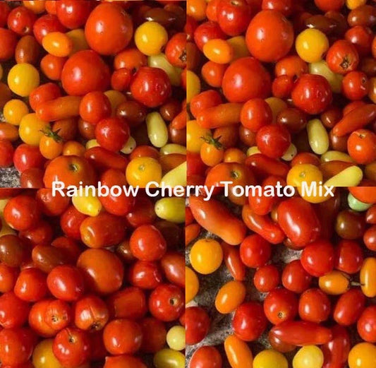 Rainbow Cherry Tomato Seeds Mix - Heirloom Non-GMO Indeterminate - 100 Seeds - Perfect for Home Gardening