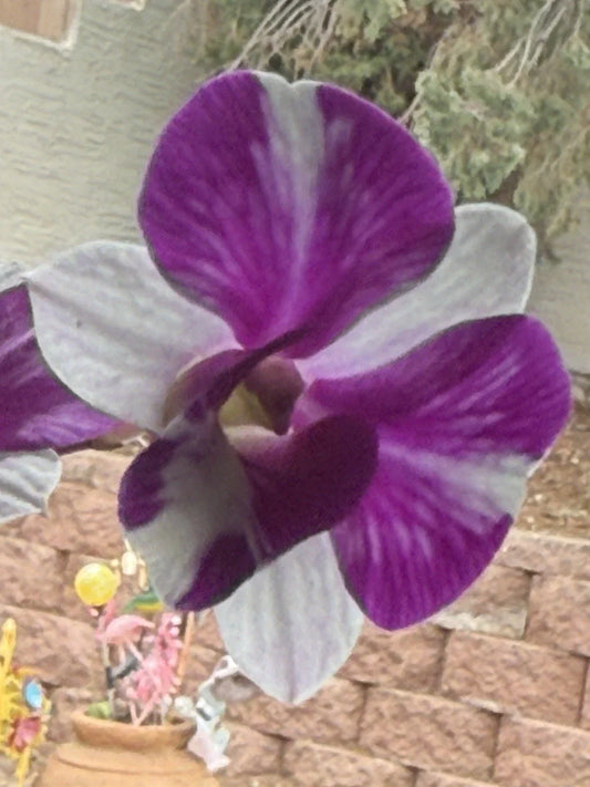 Orchid Plant Den Red Star Short Stem Bare Root - Dendrobium Orchid