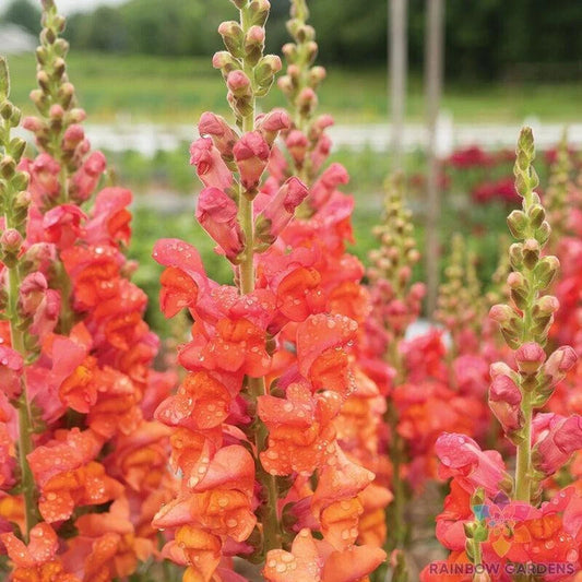 Monaco Orange Snapdragon Seeds - 1000+ Count for Garden Planting - Antirrhinum majus - USA Free Shipping