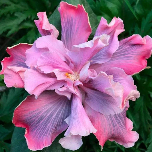 Rooted Tropical Hibiscus Plant - Marianne Charleton - Bare Root - Hibiscus rosa-sinensis