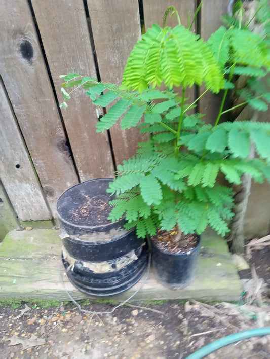 Delonix Regia Plant - 1 Gallon Size - Red Royal Poinciana - 23-25 Inches Tall - Tropical Flowering Tree