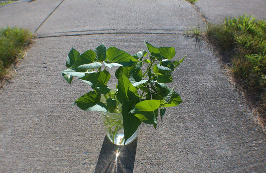 Okinawan Sweet Potato Cuttings - 6" Slips for Summer Garden - Ipomoea batatas