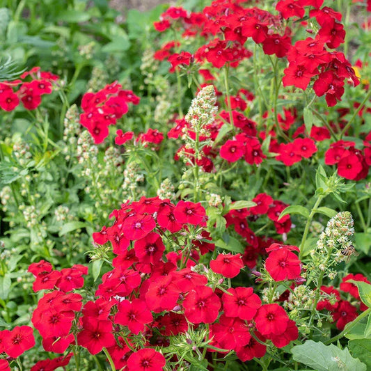 Coccinea Phlox Seeds - 100+ Pack - Vibrant Garden Flowers - Phlox coccinea - USA Grown, Free Shipping