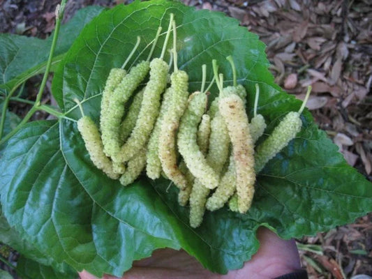 Pakistan White Mulberry Cuttings - 10 Organic Fresh Rooting or Grafting Cuttings - Morus alba