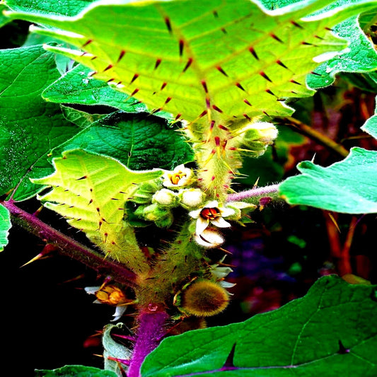 Naranjilla Orange Tree Seeds - Lulo Quito Variety - Solanum quitoense - Tropical Garden Fruit Plant Seeds