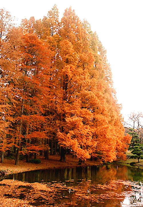 Dawn Redwood Tree Seeds - Fast Hardy Bonsai Plant - Metasequoia glyptostroboides - Rare Tree Seeds for Gardening