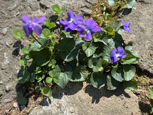 Wild Violet Plants - 50 Native Perennial Flowers - Viola spp. - Perfect for Pollinator Gardens and Natural Landscapes