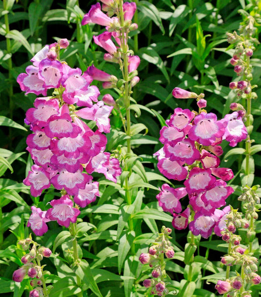 Pretty Pink Penstemon Seeds - 100 Count - Penstemon hartwegii - Beardtongue Flowers