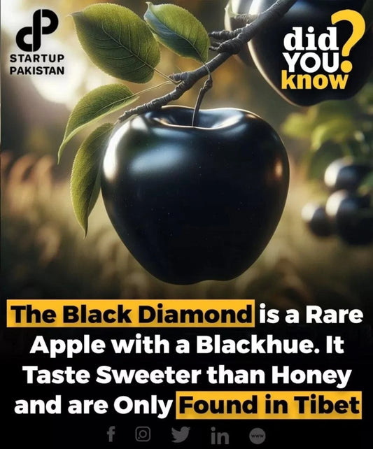 Rare Black Diamond Apple Cutting for Rooting or Grafting - Malus domestica