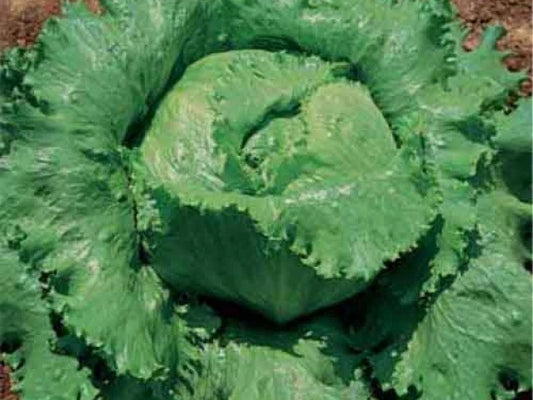 Crisphead Lettuce Seeds - Great Lakes 118 Variety - 200 Count Packet - Reliable Dense Heads - Perfect for Home Gardening