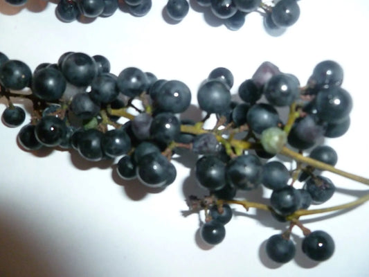 Wild Grape Seeds - 10 Organic Vitis aestivalis - Heirloom Seeds for Gardening - Free Shipping