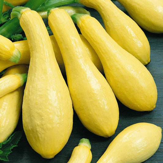 Straightneck Squash Seeds 30 Ct Early Prolific Yellow Vegetable Cucurbita pepo