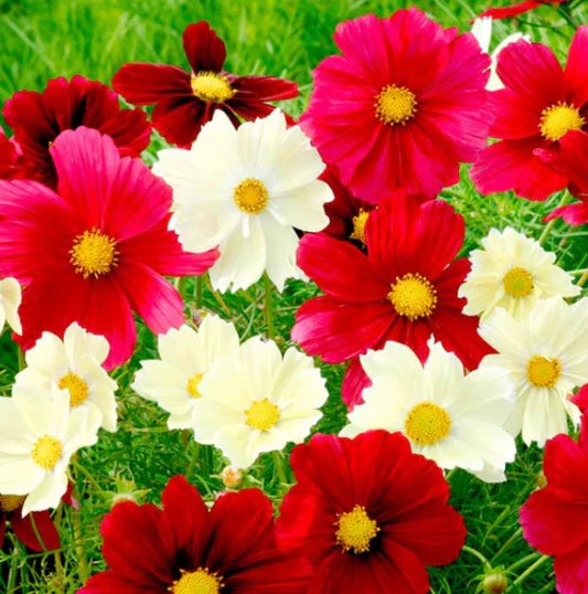Cosmos Seeds - 100 Non-GMO Rubies Sunshine Red Flowers for Pollinators & Butterflies (Cosmos bipinnatus)