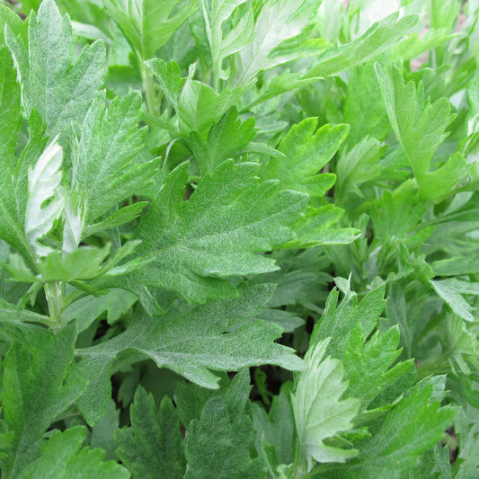 Mugwort Seeds 500+ Heirloom Artemisia Vulgaris Medicinal Herb USA, Free Shipping