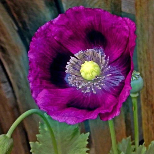 Poppy Seeds 500 Pack Lauren's Grape Purple Non-GMO Attracts Bees Butterflies (Papaver somniferum)