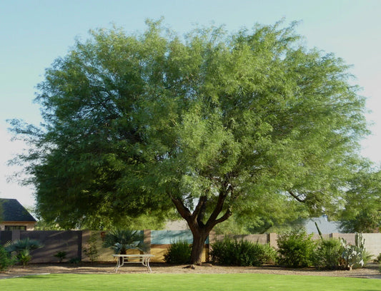 Maverick Honey Mesquite 10 Seed Pods - Thornless Variety (Prosopis Maverick) - for Planting