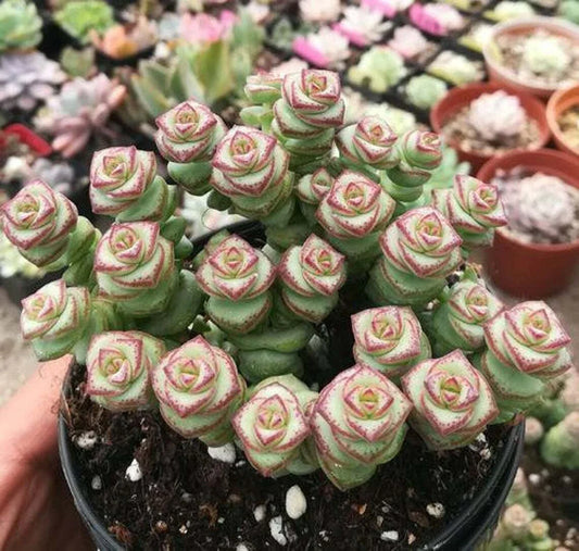 Live Succulent Plant 2" Crassula cv. 'Jade Necklace' Rare Succulent in Pot