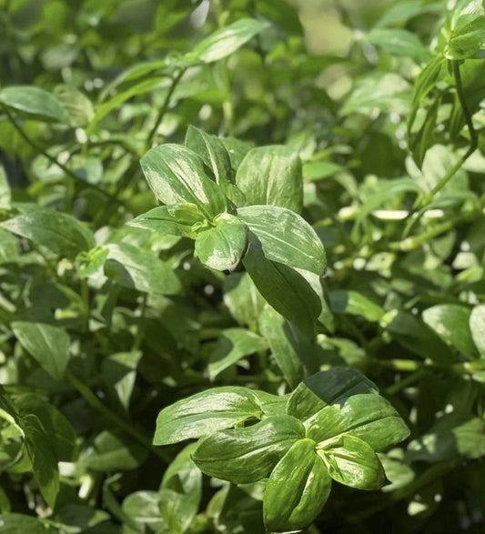 Wandering Jew Plant - Rooted Green Variety - Tradescantia Fluminensis