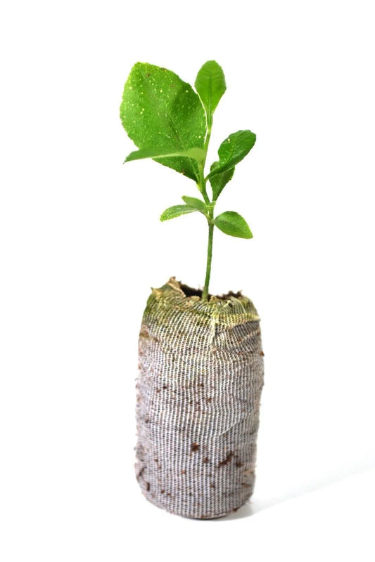 Meyer Lemon Tree Plant 5''-10'' Organic Non-GMO Citrus limon Indoor/Outdoor Frost Tolerant