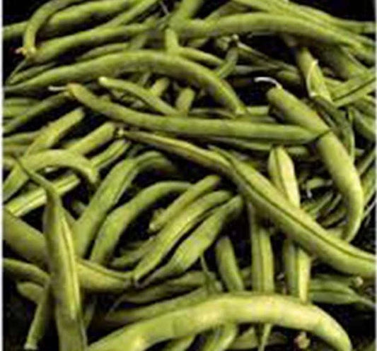 Heirloom Bean Seeds, Commodore Bush, 500+ Non-GMO Green Bean Seeds, Organic Variety for Home Gardening