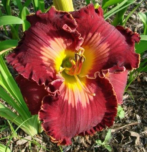 Daylily Live Plant - Spacecoast Velvet Valentine - Perennial Flowering Plant - Hemerocallis