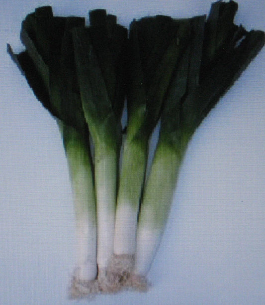 Leek Seeds - Large American Flag Variety - 150 Seeds - Sweet Flavor - Allium ampeloprasum