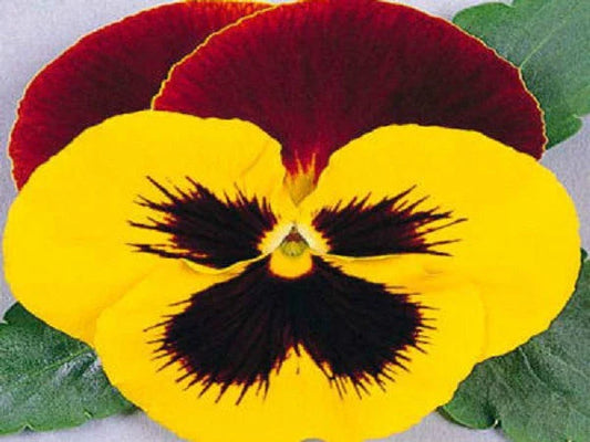 Pansy Seeds - 50 Count - Massive Yellow Tricolor - Viola tricolor
